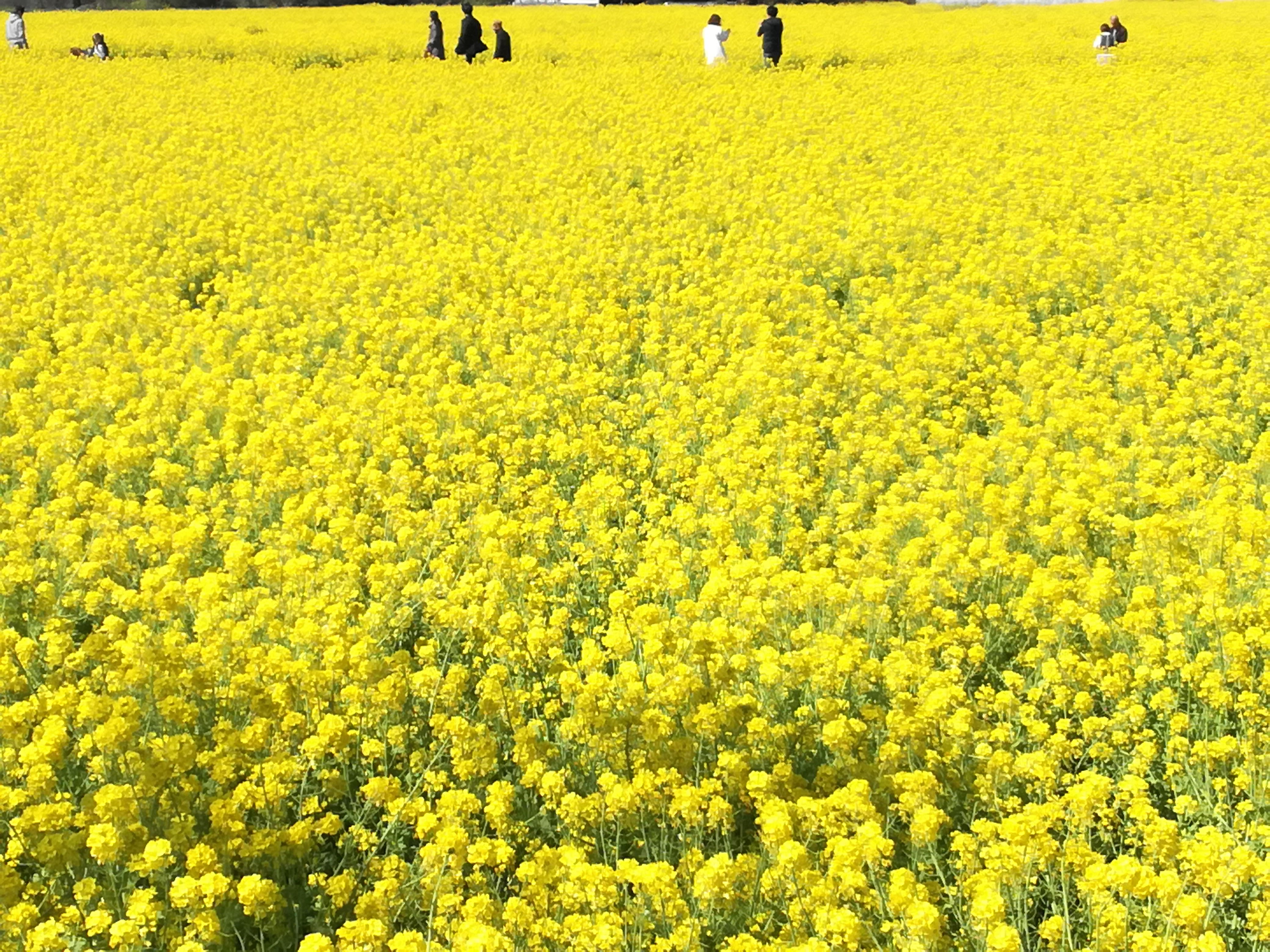 バサロの菜の花